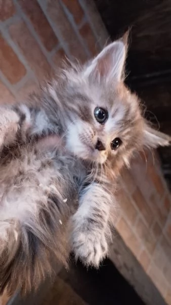 Maine coon con pedigree ENFI  | Foto 6