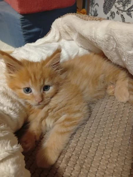 Maine coon con pedigree ENFI 