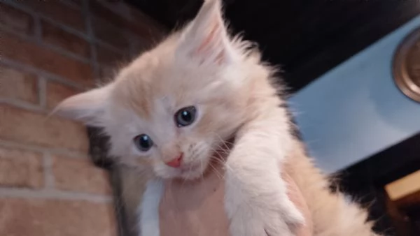 Maine coon con pedigree ENFI  | Foto 5