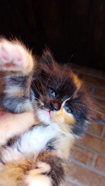 Maine coon con pedigree ENFI  | Foto 4
