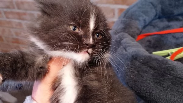 Maine coon con pedigree ENFI  | Foto 3
