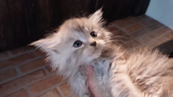 Maine coon con pedigree ENFI  | Foto 2