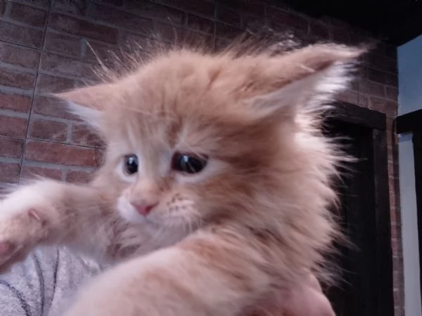 Maine coon con pedigree ENFI  | Foto 1