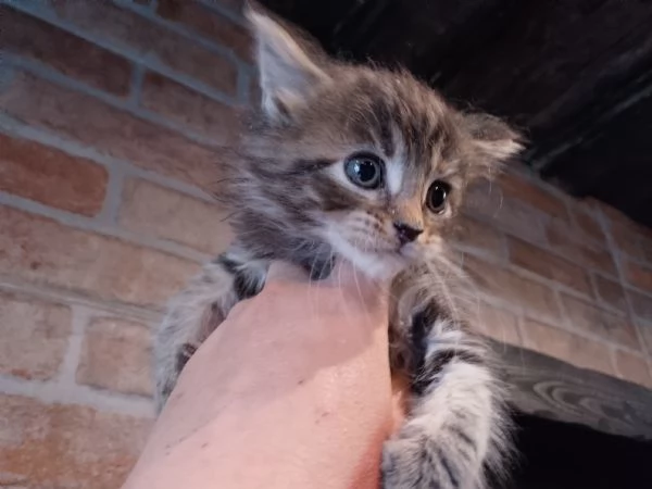 Maine coon con pedigree ENFI  | Foto 0