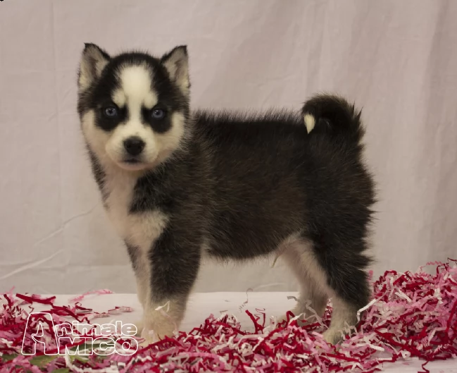  cuccioli di siberian husky