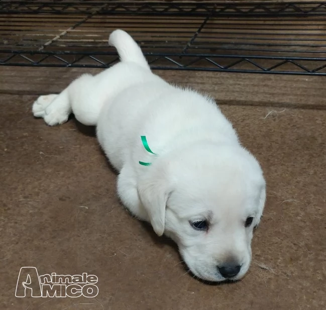  labrador retriever splendidi cuccioli con pedigree | Foto 1