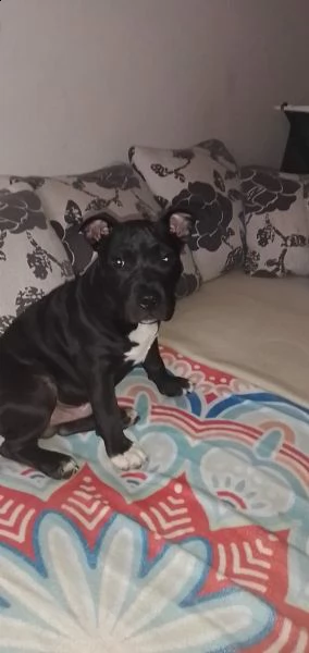 meravigliosi cuccioli di pitbull