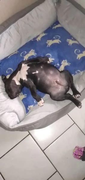 meravigliosi cuccioli di pitbull | Foto 1