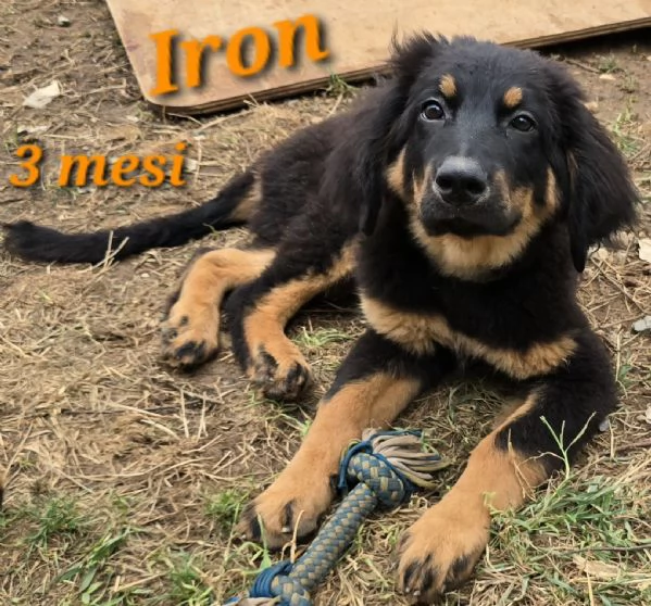 allevamento dispone di bellissimi cuccioli hovawart nero focati nati il 2 aprile 2023 | Foto 3