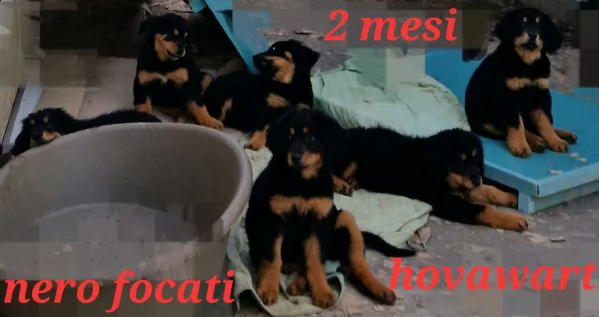 allevamento dispone di bellissimi cuccioli hovawart nero focati nati il 2 aprile 2023