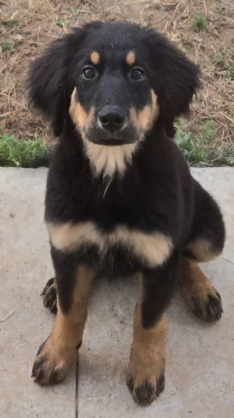 allevamento dispone di bellissimi cuccioli hovawart nero focati nati il 2 aprile 2023 | Foto 2