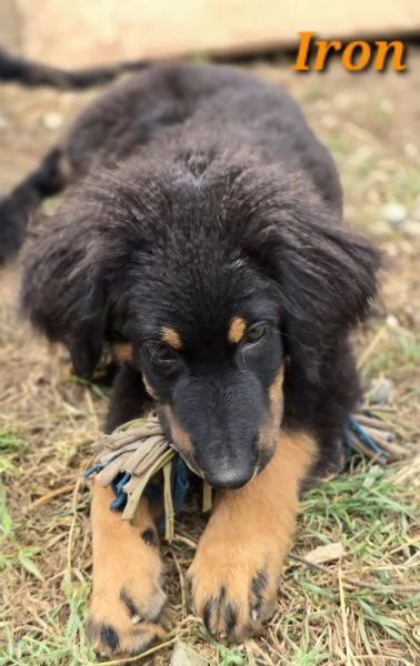 allevamento dispone di bellissimi cuccioli hovawart nero focati nati il 2 aprile 2023 | Foto 0