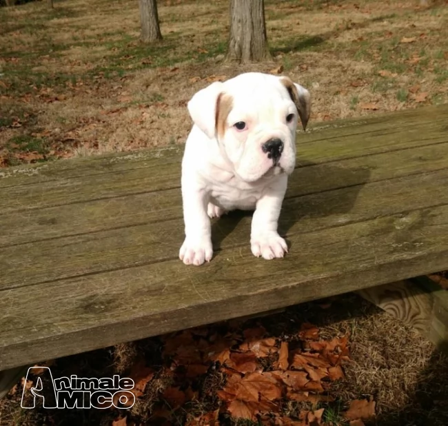 bulldog inglese dolci cuccioli. | Foto 0