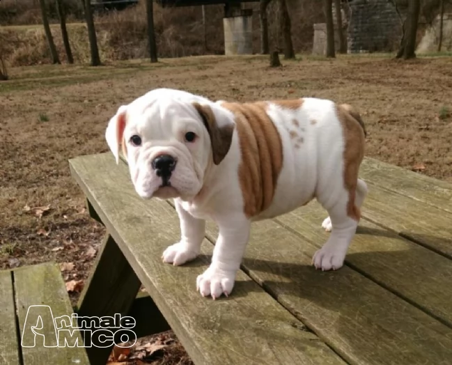 bulldog inglese dolci cuccioli.