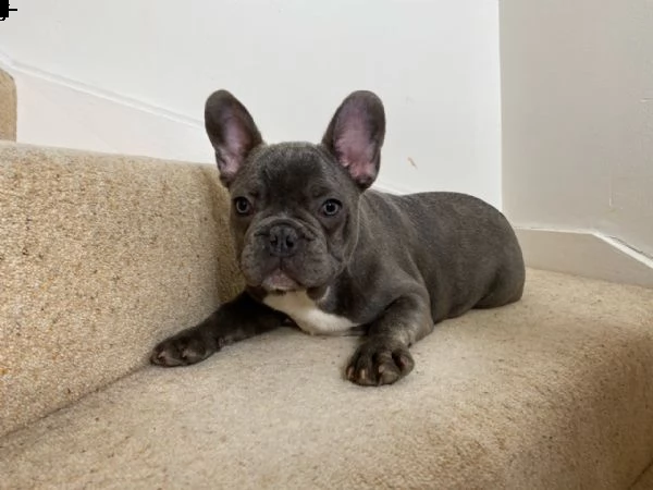 bouledogue - bulldog francese cuccioli blu | Foto 1