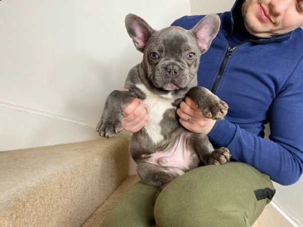 bouledogue - bulldog francese cuccioli blu