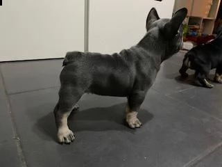 bouledogue - bulldog francese cuccioli blu | Foto 0