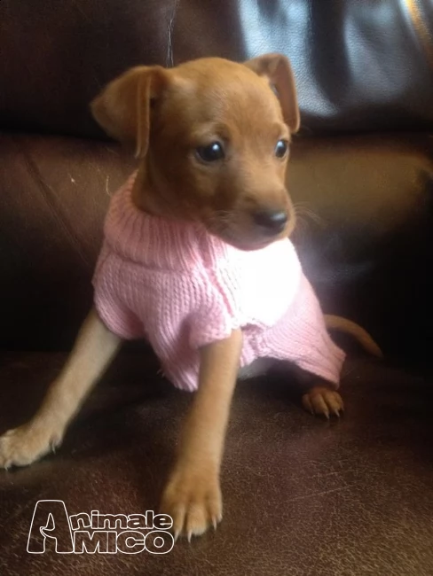 bellissimi cuccioli di pincher nano | Foto 0