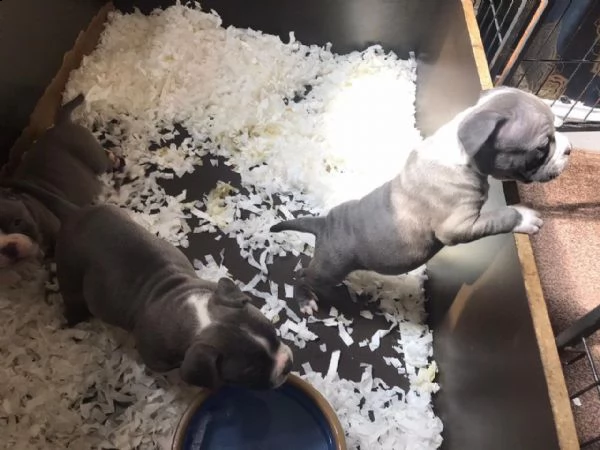 due cuccioli pitbull alta genealogia | Foto 1