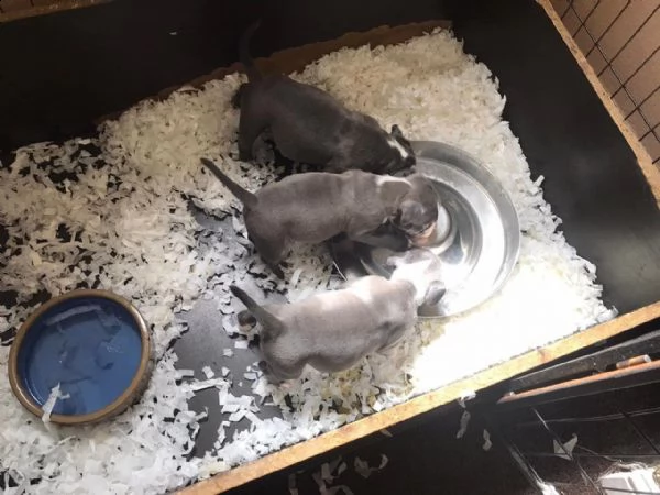 due cuccioli pitbull alta genealogia | Foto 0