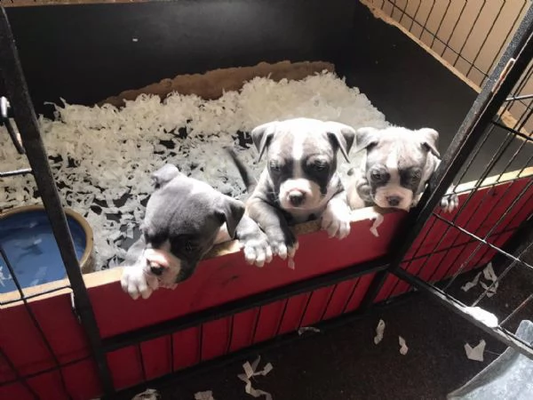 due cuccioli pitbull alta genealogia