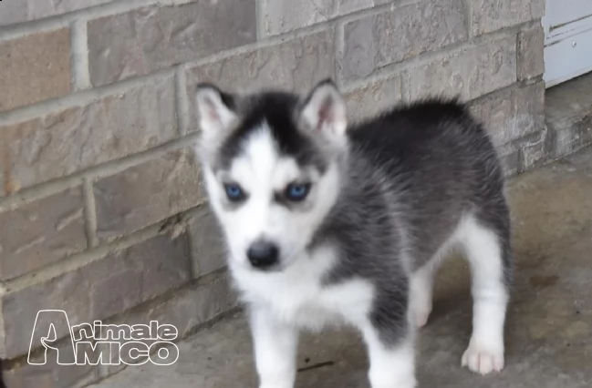 2 siberian husky cucciolata occhi azzurri