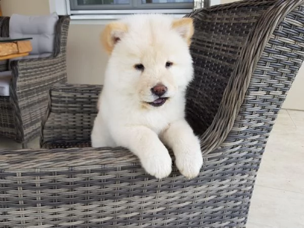 disponibili cuccioli stupendi di chow chow | Foto 1