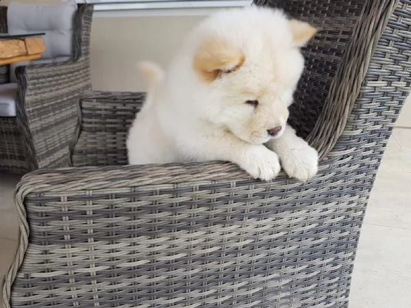 disponibili cuccioli stupendi di chow chow | Foto 0