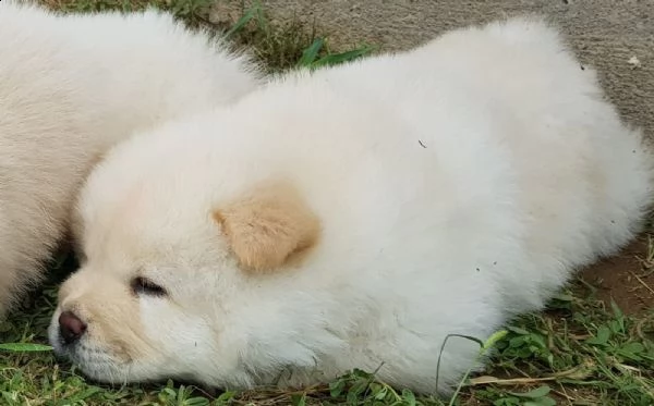disponibili cuccioli stupendi di chow chow