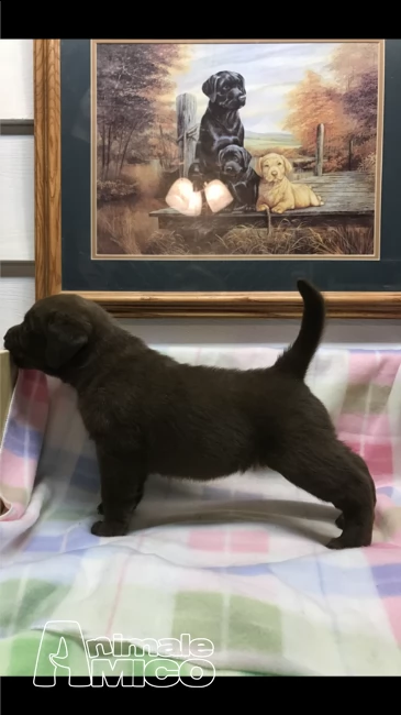labrador retriever neri e biondi