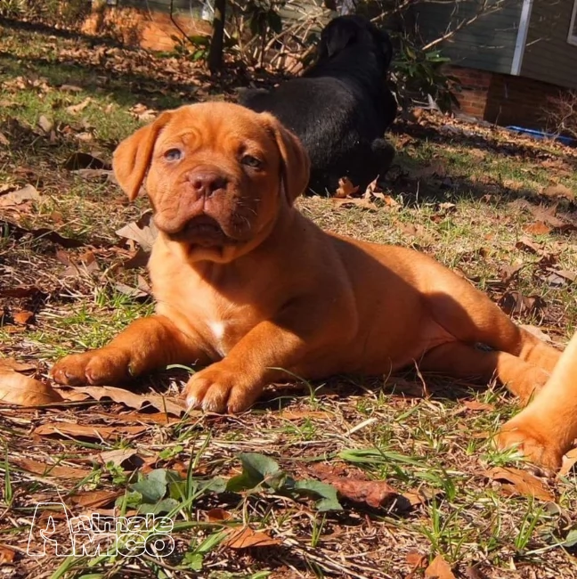 san valentino bellissimi cuccioli mastino francese | Foto 0