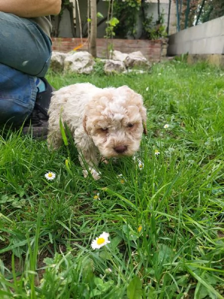 Cuccioli Lagotto tartufi e compagnia