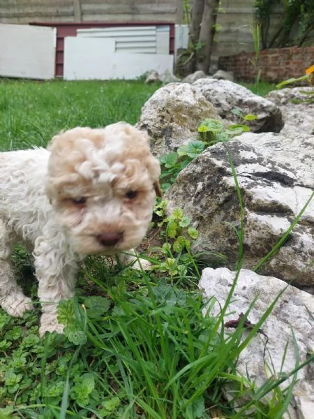 Cuccioli Lagotto tartufi e compagnia | Foto 8