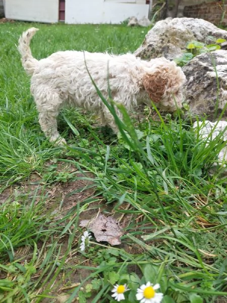 Cuccioli Lagotto tartufi e compagnia | Foto 7