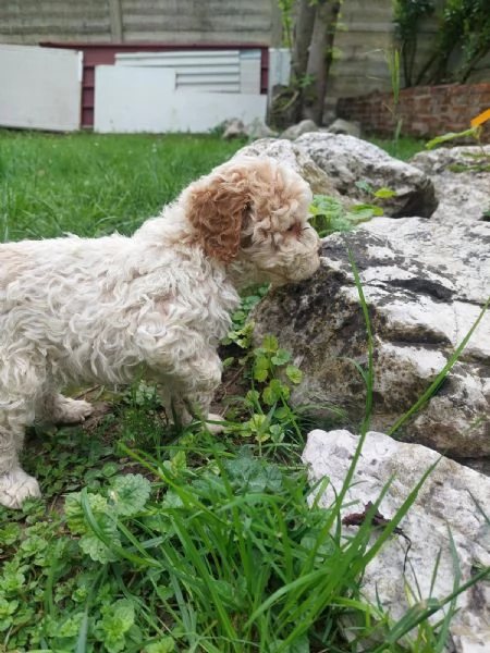 Cuccioli Lagotto tartufi e compagnia | Foto 6