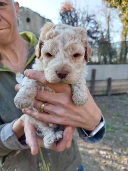 Cuccioli Lagotto tartufi e compagnia | Foto 5