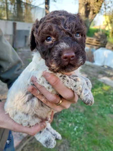 Cuccioli Lagotto tartufi e compagnia | Foto 4
