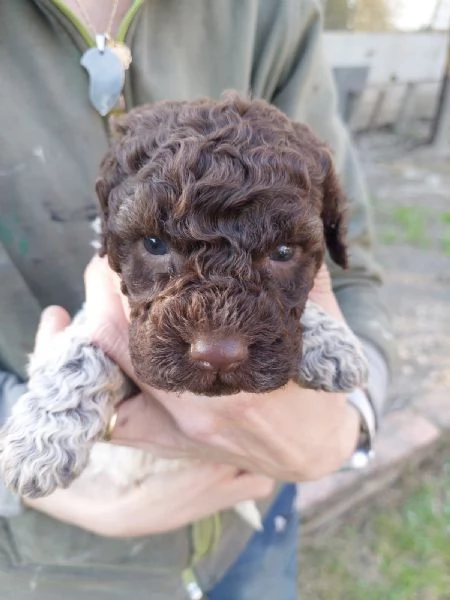 Cuccioli Lagotto tartufi e compagnia | Foto 3