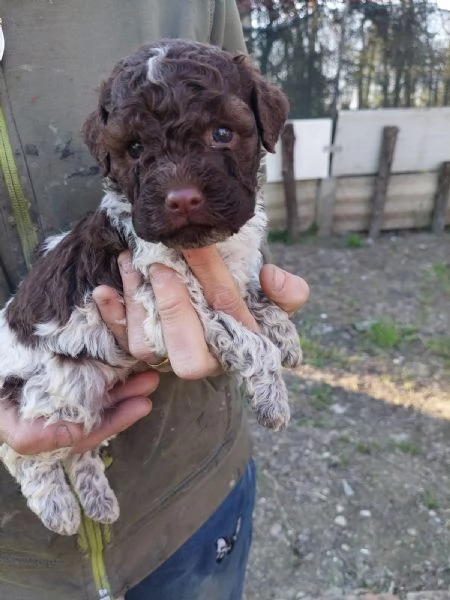 Cuccioli Lagotto tartufi e compagnia | Foto 2