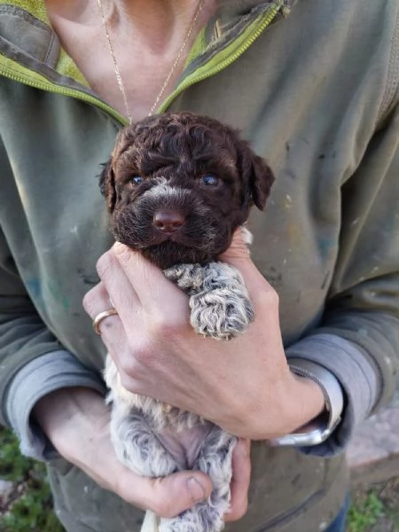 Cuccioli Lagotto tartufi e compagnia | Foto 1