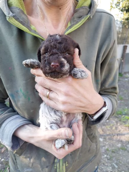 Cuccioli Lagotto tartufi e compagnia | Foto 0