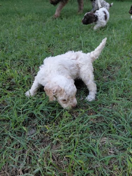 cuccioli di lagotto romagnolo | Foto 6