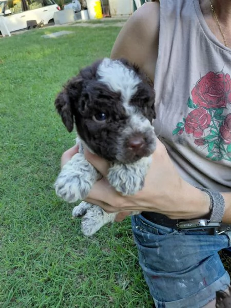 cuccioli di lagotto romagnolo | Foto 5
