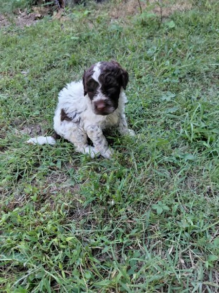 cuccioli di lagotto romagnolo | Foto 4