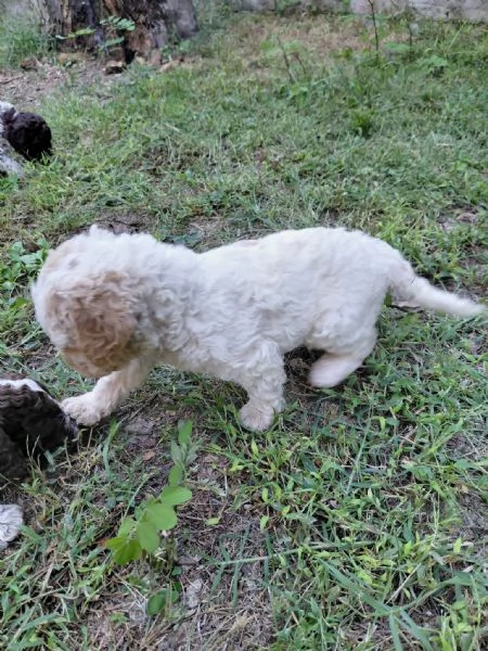cuccioli di lagotto romagnolo | Foto 3