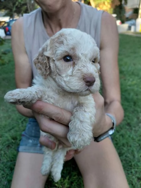 cuccioli di lagotto romagnolo | Foto 2