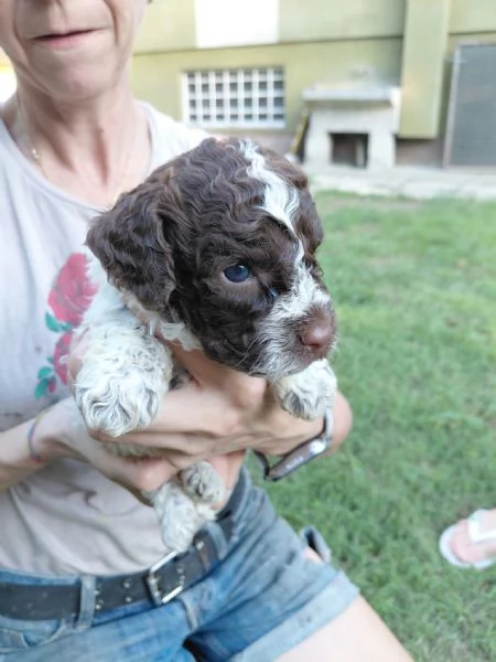 cuccioli di lagotto romagnolo | Foto 1