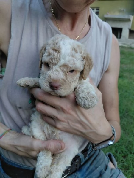 cuccioli di lagotto romagnolo | Foto 0