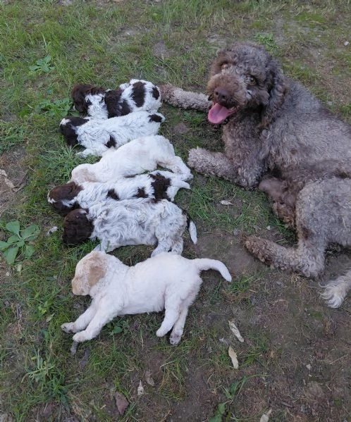 cuccioli di lagotto romagnolo