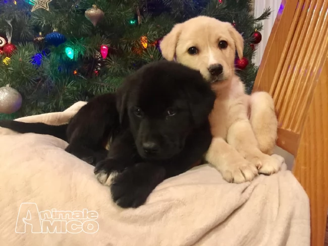 cuccioli di labrador con pedigree | Foto 0